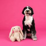 Hoppy to see you Lg. Plush Dog Toy