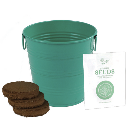 Coneflower kids pail growing kit