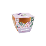 Lavender seeds classic 7cm pot