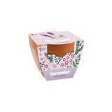 Lavender seeds classic 7cm pot