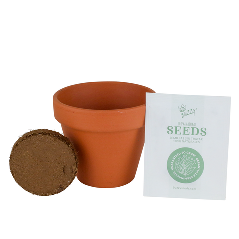 Black eyed susan in 7cm pot