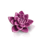 Get Growing - purple succulent mini