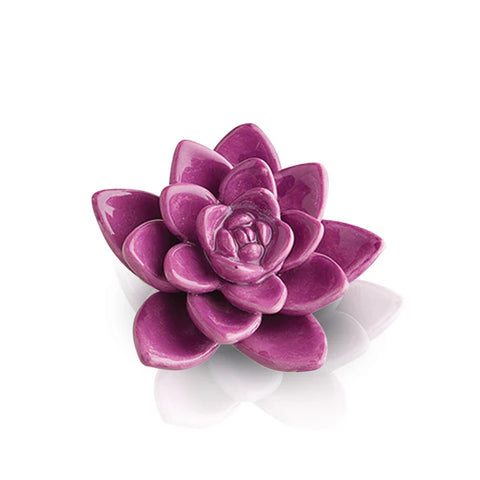 Get Growing - purple succulent mini