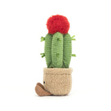 Amuseable Moon Cactus