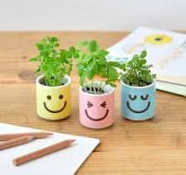 Little Happy Plants