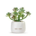 Woo Hoo mini succulent