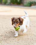 Small Rubber Acorn Dog Toy